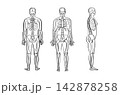 Organ Systems Sketch 142878258