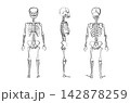 Organ Systems Sketch 142878259