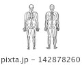 Organ Systems Sketch 142878260
