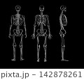 Organ Systems Sketch 142878261