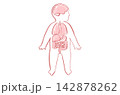 Organ Systems Sketch 142878262