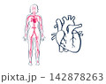 Organ Systems Sketch 142878263