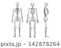 Organ Systems Sketch 142878264