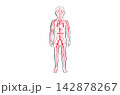 Organ Systems Sketch 142878267