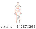 Organ Systems Sketch 142878268