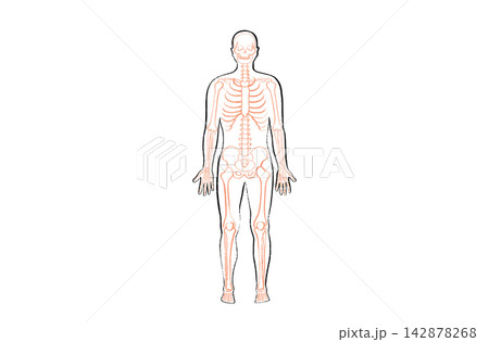Organ Systems Sketch Organ Systems Sketch 142878268