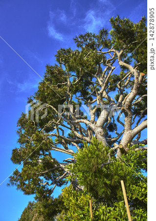 Towering Tree and Blue Sky in Venice Canal Historic District Los Angeles Towering Tree and Blue Sky in Venice Canal Historic District Los Angeles 142878905