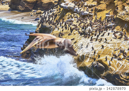 Pelican Colony and Ocean Waves on Sunlit Cliffs at La Jolla Beach California 142878970