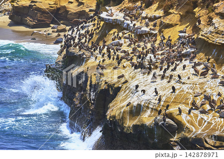 Pelican Colony on Sunny Sandstone Cliffs Above Ocean Waves in California Pelican Colony on Sunny Sandstone Cliffs Above Ocean Waves in California 142878971