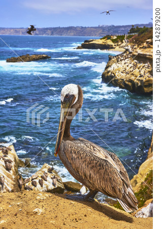 Pelican on Rocky La Jolla Cliff Overlooking Blue Ocean and Coastal Beach in California Pelican on Rocky La Jolla Cliff Overlooking Blue Ocean and Coastal Beach in California 142879200