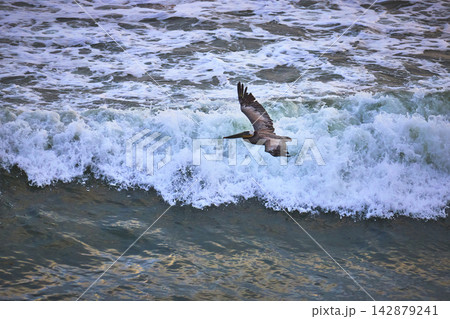 Pelican in Flight Over Ocean Waves at Sunset Cliffs Beach California Pelican in Flight Over Ocean Waves at Sunset Cliffs Beach California 142879241