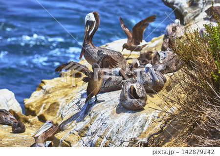 Brown Pelicans Resting on Rocky Cliffs by Ocean in La Jolla California 142879242