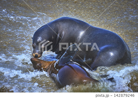 Seal Interaction in Surf on California Beach Ocean Wildlife in La Jolla San Diego 142879246