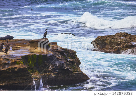 Seabirds Perched on Rocky Shoreline with Waves at La Jolla Beach San Diego Seabirds Perched on Rocky Shoreline with Waves at La Jolla Beach San Diego 142879358