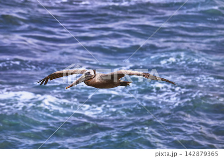 Pelican in Flight Over Ocean Waves Wildlife Scene California Coast Pelican in Flight Over Ocean Waves Wildlife Scene California Coast 142879365