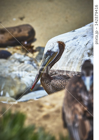 Brown Pelican Close Up on Rocky Beach with Sand and Ocean in California 142879416