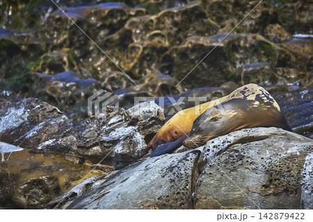 California Sea Lion Resting on Rocky La Jolla Beach by Ocean 142879422