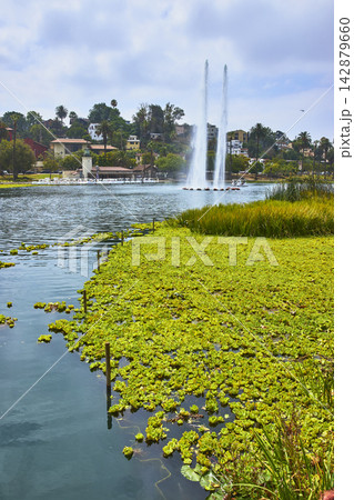 Echo Park Lake Fountains and Aquatic Plants with Los Angeles Hillside Homes 142879660