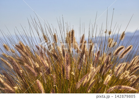 Ornamental Grass Seed Heads in Sunlight with Soft Blue Sky Background Ornamental Grass Seed Heads in Sunlight with Soft Blue Sky Background 142879805