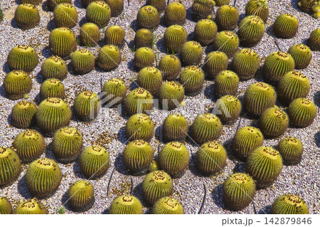 Golden Barrel Cactus Garden Texture at The Getty Center in Los Angeles California 142879846