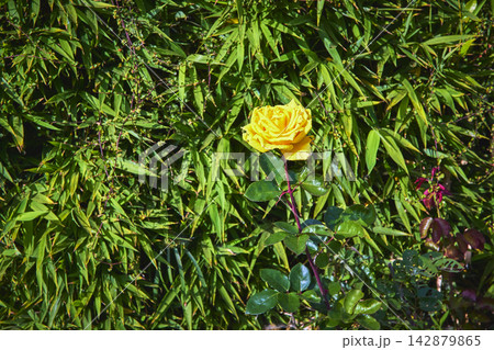 Yellow Rose Bloom Against Lush Green Bamboo Foliage in Sunlight Yellow Rose Bloom Against Lush Green Bamboo Foliage in Sunlight 142879865