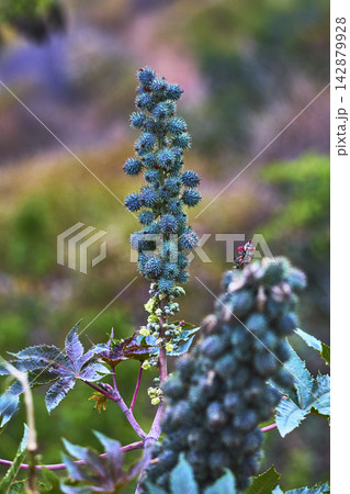 Castor Bean Flower Close Up in Griffith Park California with Spiky Seed Pods Castor Bean Flower Close Up in Griffith Park California with Spiky Seed Pods 142879928