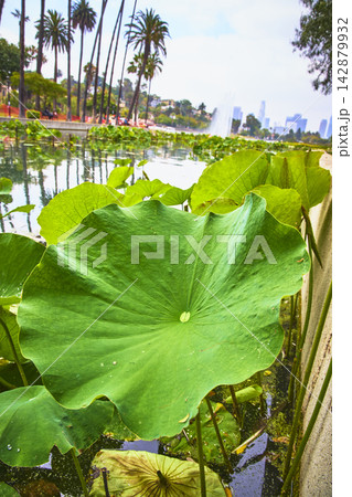 Lily Pad and Palm Trees at Echo Park Lake Los Angeles with Downtown Skyline 142879932