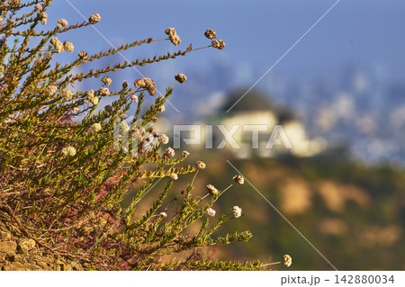 Wildflowers in Focus with Griffith Observatory and Los Angeles Skyline Background 142880034