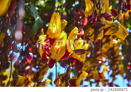 Close Up Vibrant Yellow and Red Flowers in Sunlit Garden Setting Close Up Vibrant Yellow and Red Flowers in Sunlit Garden Setting 142880075