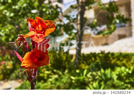 Vivid Orange Flower in Getty Center Garden with Lush Greenery Los Angeles Vivid Orange Flower in Getty Center Garden with Lush Greenery Los Angeles 142880234