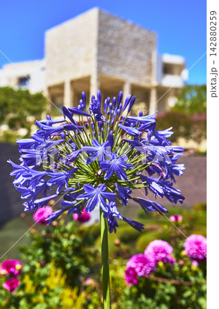 Purple Flower Close Up with Modern Architecture and Garden at The Getty Center Purple Flower Close Up with Modern Architecture and Garden at The Getty Center 142880259