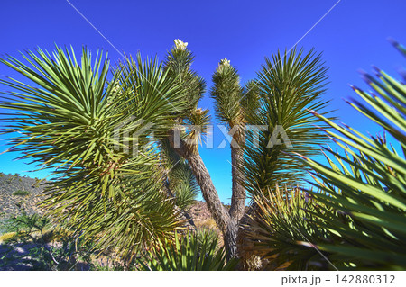 Joshua Tree Close Up Against Blue Sky in Arizona Desert 142880312