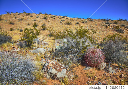 Fire Barrel Cactus and Desert Shrubs on Rocky Hill Under Clear Blue Sky 142880412