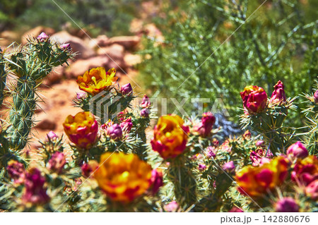 Cactus Flower Bloom Close Up with Yellow Orange Petals and Spines in Desert Sunlight Cactus Flower Bloom Close Up with Yellow Orange Petals and Spines in Desert Sunlight 142880676