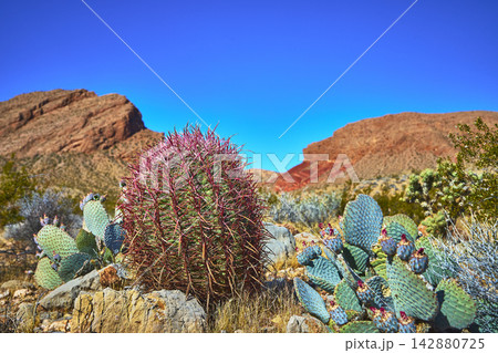 Fire Barrel Cactus and Prickly Pear in Rugged Desert Landscape under Blue Sky Fire Barrel Cactus and Prickly Pear in Rugged Desert Landscape under Blue Sky 142880725