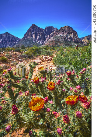 Colorful Blooming Cactus Flowers and Rugged Red Rock Mountains in Nevada Desert 142880750