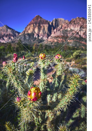 Blooming Cactus Flower Close Up with Red Rock Mountains and Desert Landscape Blooming Cactus Flower Close Up with Red Rock Mountains and Desert Landscape 142880841