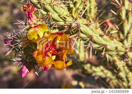 Cactus Flower Bloom with Spines and Buds in Sunlit Desert Close Up Cactus Flower Bloom with Spines and Buds in Sunlit Desert Close Up 142880899