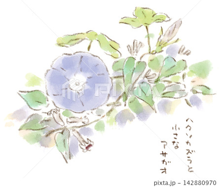 夏〜秋の植物、小さな青い朝顔とヘクソカズラの花の水彩画イラスト 142880970