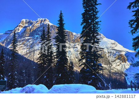 Snowy Mountain Peaks and Evergreen Forest in Winter Blue Sky Snowy Mountain Peaks and Evergreen Forest in Winter Blue Sky 142881117