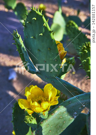Prickly Pear Cactus with Yellow Flower Close Up in Desert Garden Prickly Pear Cactus with Yellow Flower Close Up in Desert Garden 142881157