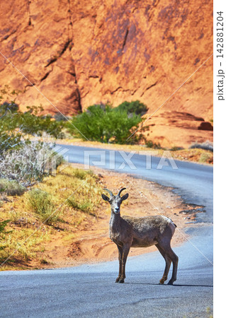 Bighorn Sheep on Desert Road in Bright Sunlight with Red Rock Cliffs Nevada 142881204