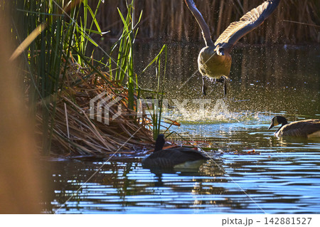 Goose Taking Flight Over Pond With Reeds And Reflections In Warm Natural Light Goose Taking Flight Over Pond With Reeds And Reflections In Warm Natural Light 142881527