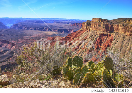 Grand Canyon Red Rock Cliffs Cactus and Desert Shrubs at Twin Point Overlook Grand Canyon Red Rock Cliffs Cactus and Desert Shrubs at Twin Point Overlook 142881619