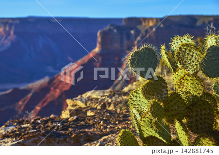 Prickly Pear Cactus with Grand Canyon Cliffs at Sunset Arizona Desert Landscape Prickly Pear Cactus with Grand Canyon Cliffs at Sunset Arizona Desert Landscape 142881745