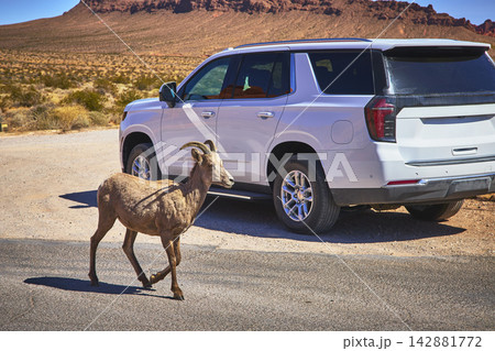 Bighorn Sheep Crossing Road Near SUV in Nevada Desert Valley of Fire 142881772
