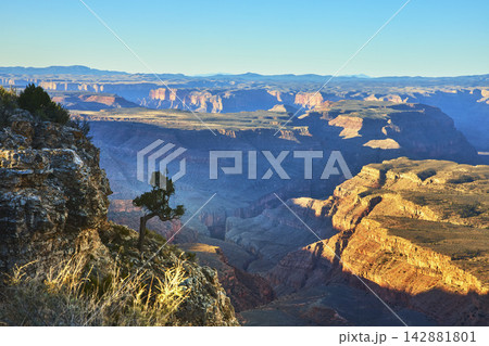 Grand Canyon Sunrise Layers and Tree from Twin Point Overlook Arizona Grand Canyon Sunrise Layers and Tree from Twin Point Overlook Arizona 142881801