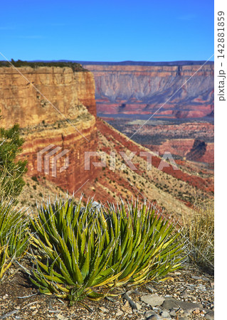 Desert Agave and Red Cliffs at Grand Canyon Twin Point Overlook Arizona Desert Agave and Red Cliffs at Grand Canyon Twin Point Overlook Arizona 142881859
