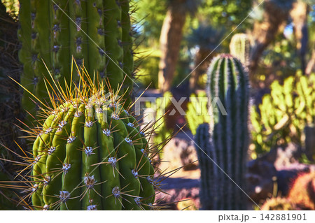 Cactus Garden Close Up with Sunlit Barrel Cactus and Desert Plants Cactus Garden Close Up with Sunlit Barrel Cactus and Desert Plants 142881901