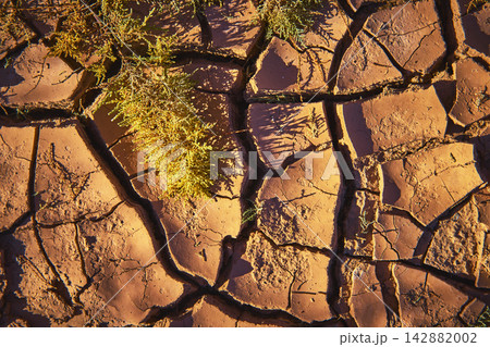 Desert Mud Crack Texture with Sparse Vegetation Nevada St Thomas Desert Mud Crack Texture with Sparse Vegetation Nevada St Thomas 142882002